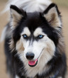 Siberian Husky with beautiful blue eyes close up. Siberian Husky with beautiful blue eyes close up.