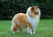 collie dog on the grass