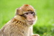 berberaffe
