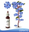 Cerato