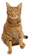 Ocicat sitzend Ocicat sitzend
