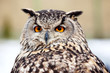 Portrait of an owl