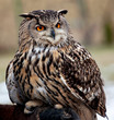 Portrait of an owl