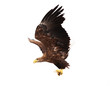 Flying golden eagle