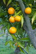 Clémentines biologiques sur une branche de clémentinier Clémentines biologiques sur une branche de clémentinier