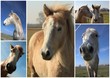Des chevaux