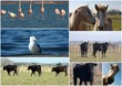 La Camargue