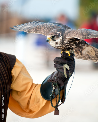 Photo: Falcon ready to fly Falcon ready to fly