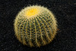 Kaktus auf Lanzarote