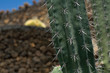 Kaktus auf Lanzarote