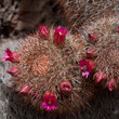 Kakteenblüte