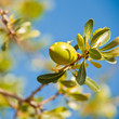 Argan