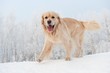 Golden retriever running in the snow .