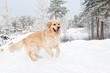 Golden retriever running in the snow .