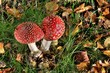 Fliegenpilz mit Fliege