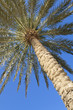 Photo: Palm Tree Against a Perfect Blue Sky Palm Tree Against a Perfect Blue Sky
