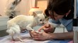 enlever le sparadrap de la perfusion du petit chien