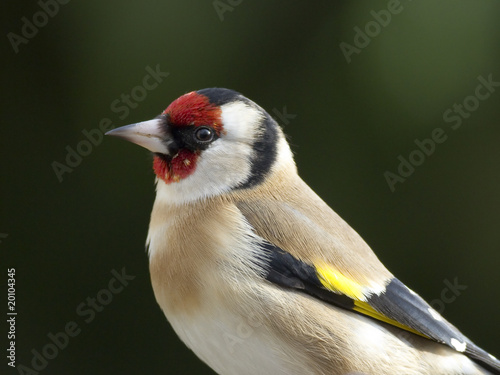 Chardonneret élégant (carduelis carduelis) -portrait- Chardonneret élégant (carduelis carduelis) -portrait-