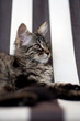 Chaton européen