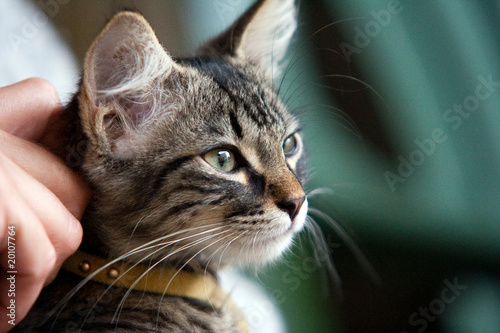 Chaton européen Chaton européen