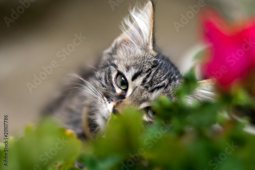 Chaton européen Chaton européen