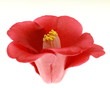 Camellia japonica 'Benitsukasa'