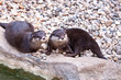 Oriental Small-clawed Otter (Aonyx cinerea)
