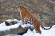 Amur Tiger giovani sulla neve