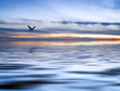 el mar y la gaviota