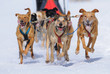 Sled dogs