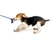Beagle puppy pulling on a rope Beagle puppy pulling on a rope