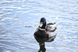 Wild duck floating in water
