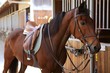 Brown horse with saddle and reins Brown horse with saddle and reins