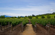 Napa Valley vineyard in California Napa Valley vineyard in California