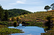 Napa Valley vineyard in California Napa Valley vineyard in California
