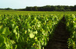 Images : Vignes Muscadet