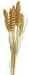 tiges blé fond blanc tiges blé fond blanc