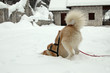 husky nella neve