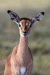 Impala Antelope Baby Impala Antelope Baby