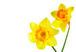 Yellow narcissi