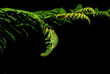schlafendes Chamäleon - Madagaskar
