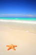 Starfish on tropical beach
