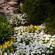 Anemone and daffodils in spring