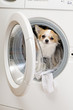 Foto: washing machine and dog inside washing machine and dog inside