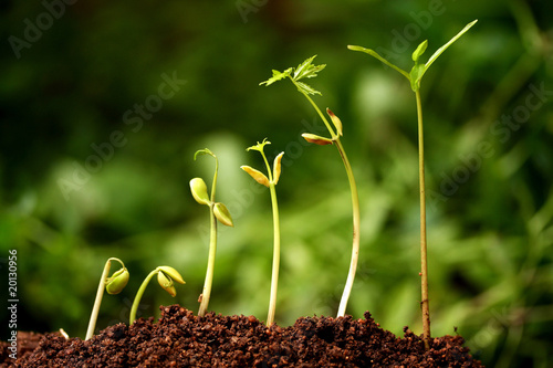 Photo: Six seedlings growing from soil Six seedlings growing from soil