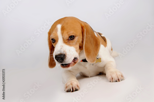 Foto: Dog Dog