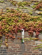 Old brick wall overgrown with vines