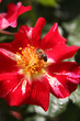 Bee gathering pollen on a 4th of July Rose