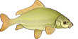 Carpe