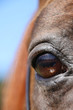 leuchtendes Auge
